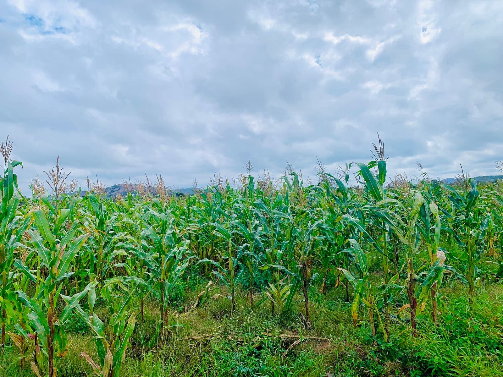 A commercial maize crop in Zimbabwe